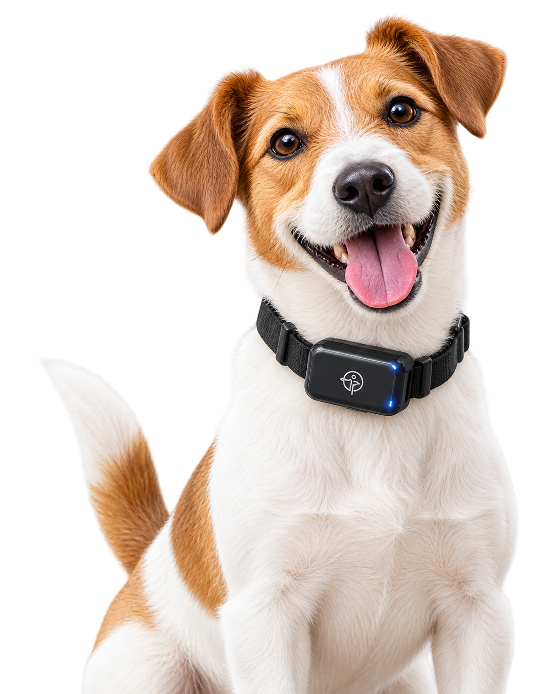 Perro con collar GPS